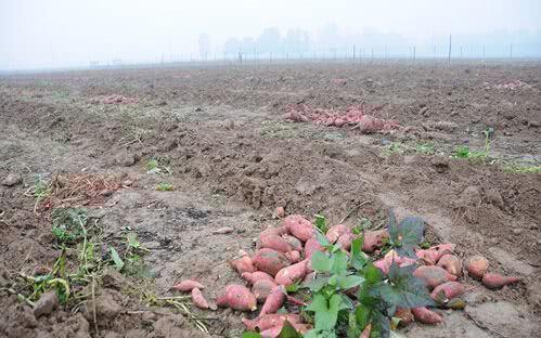 紅薯滯銷，汗水與淚水交織的秋收之痛
