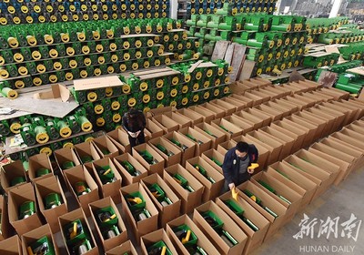 備戰雙十一，薯類產品銷售攻略